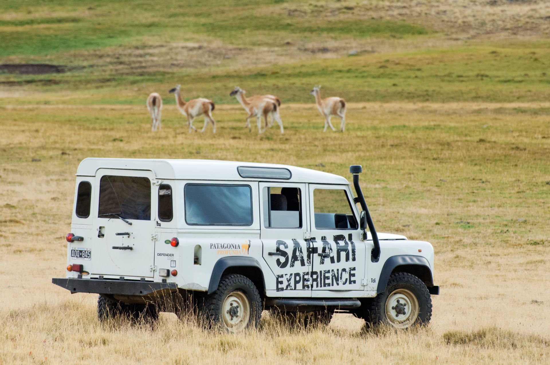 Safari Experience