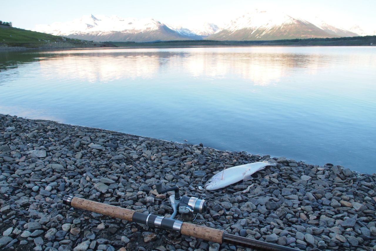 Buscando el Salmon Chinook