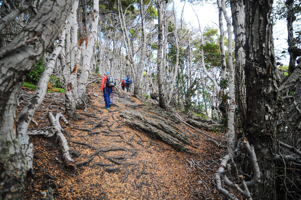 Trekking & Canoas (V)